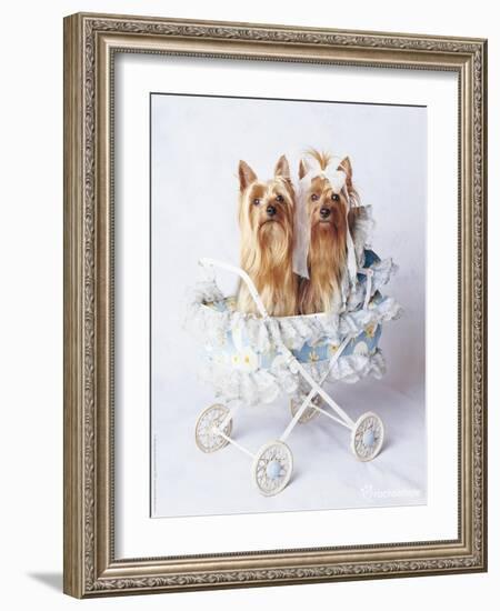 Junior and Bobo-Rachael Hale-Framed Photographic Print