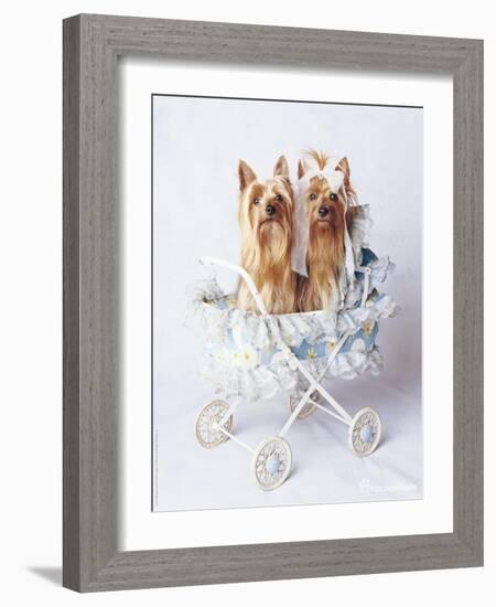 Junior and Bobo-Rachael Hale-Framed Photographic Print