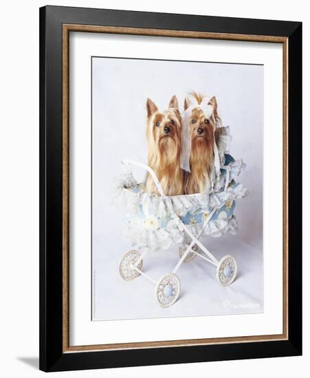 Junior and Bobo-Rachael Hale-Framed Photographic Print