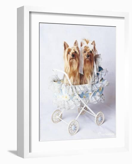 Junior and Bobo-Rachael Hale-Framed Photographic Print