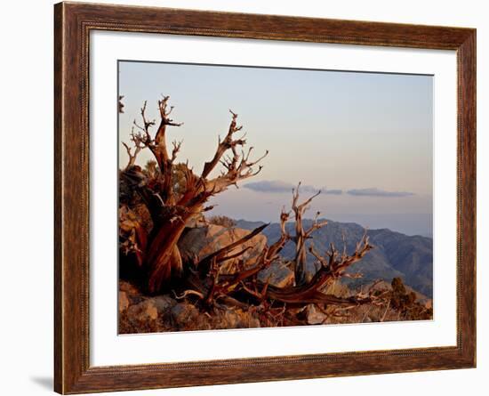 Juniper at Sunset at Keys View, Joshua Tree National Park, California-James Hager-Framed Photographic Print