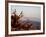 Juniper at Sunset at Keys View, Joshua Tree National Park, California-James Hager-Framed Photographic Print