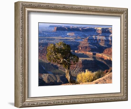 Juniper on Rim of Colorado River Canyon at Deadhorse Point, Deadhorse Point State Park, Utah, USA-Scott T. Smith-Framed Photographic Print