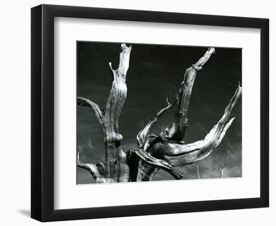 Juniper Tree, c. 1970-Brett Weston-Framed Photographic Print