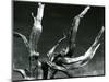 Juniper Tree, c. 1970-Brett Weston-Mounted Photographic Print