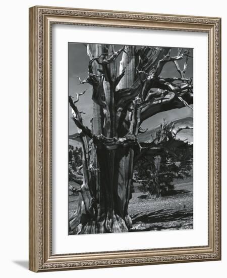 Juniper Tree, c. 1970-Brett Weston-Framed Photographic Print