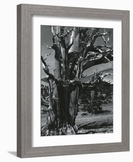 Juniper Tree, c. 1970-Brett Weston-Framed Photographic Print