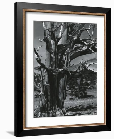 Juniper Tree, c. 1970-Brett Weston-Framed Photographic Print