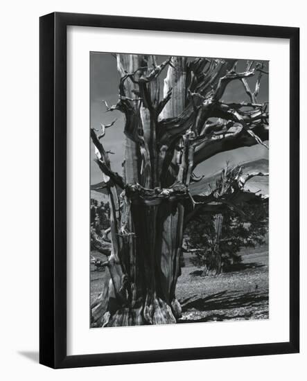 Juniper Tree, c. 1970-Brett Weston-Framed Photographic Print