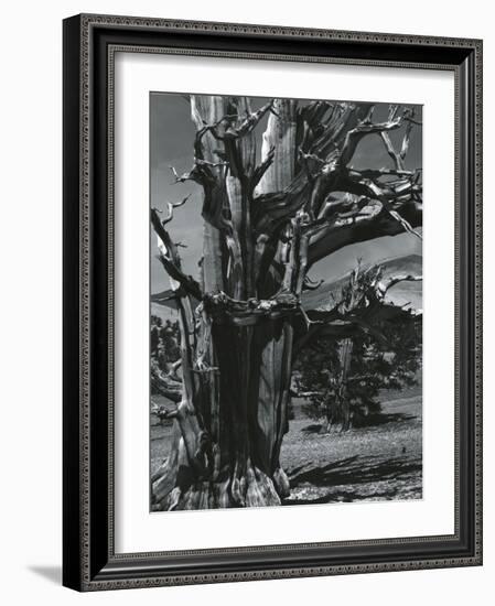 Juniper Tree, c. 1970-Brett Weston-Framed Photographic Print