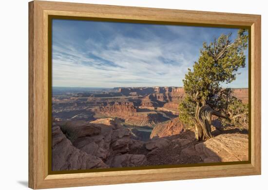 Juniper Tree, Dead Horse Point State Park-Howie Garber-Framed Premier Image Canvas