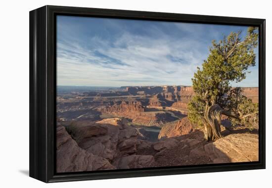 Juniper Tree, Dead Horse Point State Park-Howie Garber-Framed Premier Image Canvas