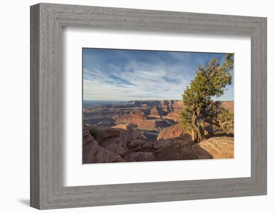 Juniper Tree, Dead Horse Point State Park-Howie Garber-Framed Photographic Print