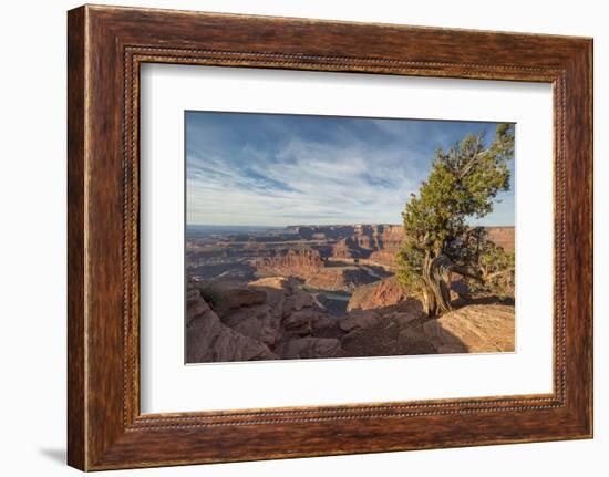 Juniper Tree, Dead Horse Point State Park-Howie Garber-Framed Photographic Print