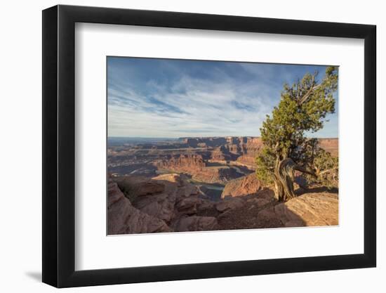 Juniper Tree, Dead Horse Point State Park-Howie Garber-Framed Photographic Print