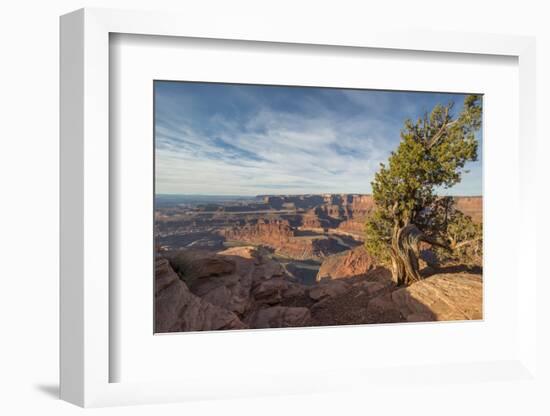 Juniper Tree, Dead Horse Point State Park-Howie Garber-Framed Photographic Print