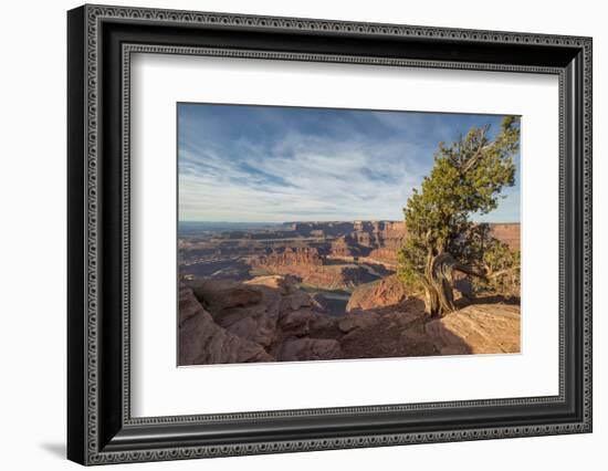 Juniper Tree, Dead Horse Point State Park-Howie Garber-Framed Photographic Print