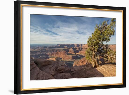 Juniper Tree, Dead Horse Point State Park-Howie Garber-Framed Photographic Print