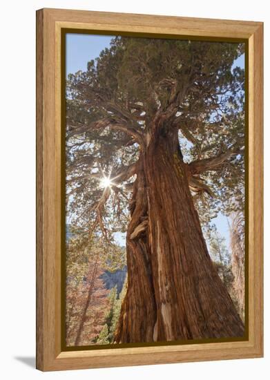 Juniper tree on Shadow Lake trail, Inyo National Forest, California-Don Paulson-Framed Premier Image Canvas