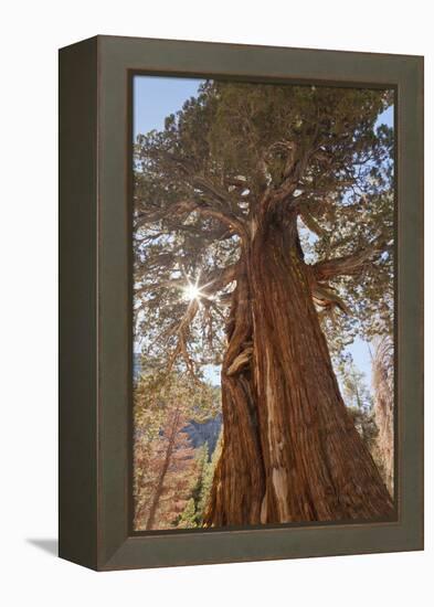 Juniper tree on Shadow Lake trail, Inyo National Forest, California-Don Paulson-Framed Premier Image Canvas