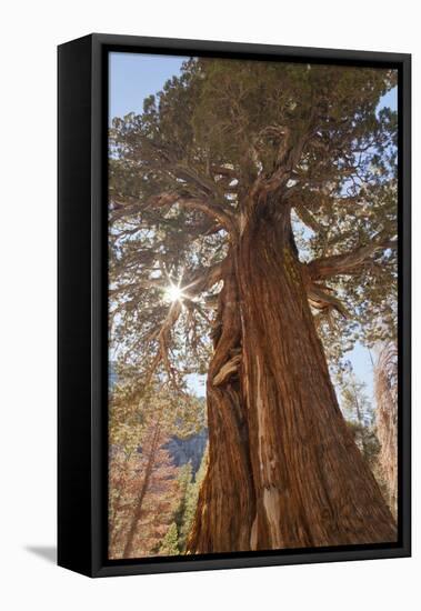 Juniper tree on Shadow Lake trail, Inyo National Forest, California-Don Paulson-Framed Premier Image Canvas