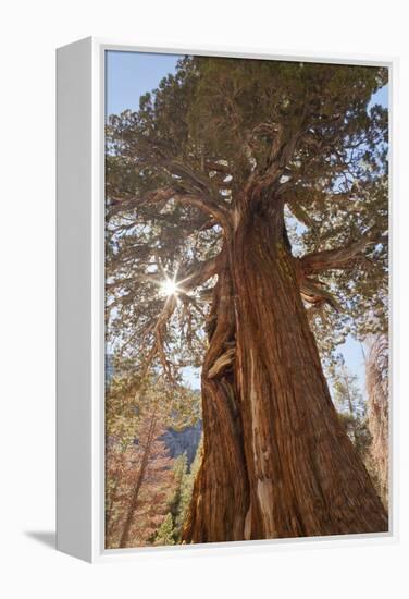 Juniper tree on Shadow Lake trail, Inyo National Forest, California-Don Paulson-Framed Premier Image Canvas