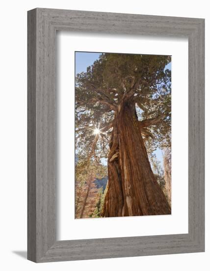 Juniper tree on Shadow Lake trail, Inyo National Forest, California-Don Paulson-Framed Photographic Print