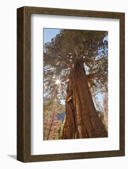 Juniper tree on Shadow Lake trail, Inyo National Forest, California-Don Paulson-Framed Photographic Print