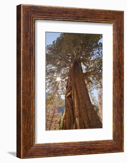 Juniper tree on Shadow Lake trail, Inyo National Forest, California-Don Paulson-Framed Photographic Print