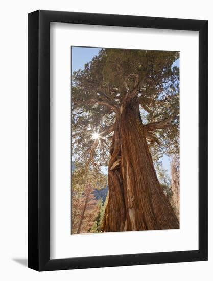 Juniper tree on Shadow Lake trail, Inyo National Forest, California-Don Paulson-Framed Photographic Print