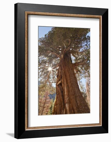 Juniper tree on Shadow Lake trail, Inyo National Forest, California-Don Paulson-Framed Photographic Print