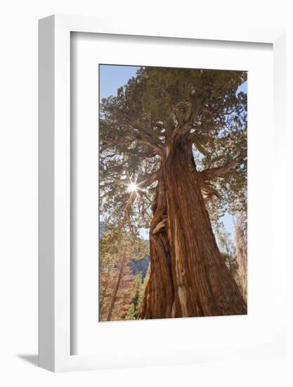 Juniper tree on Shadow Lake trail, Inyo National Forest, California-Don Paulson-Framed Photographic Print