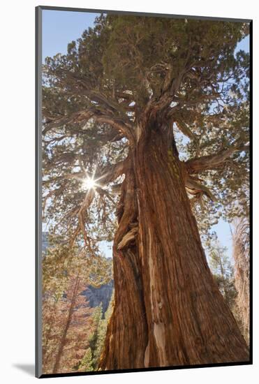 Juniper tree on Shadow Lake trail, Inyo National Forest, California-Don Paulson-Mounted Photographic Print