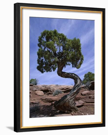 Juniper Tree with Curved Trunk, Canyonlands National Park, Utah, USA-Jean Brooks-Framed Photographic Print