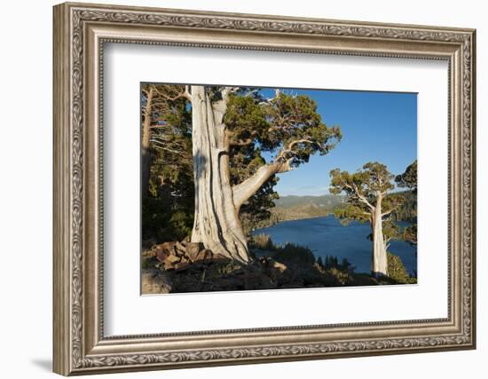 Juniper Trees Above Echo Lake, Sierra Nevada Mountains-Howie Garber-Framed Photographic Print