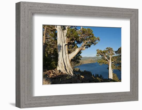 Juniper Trees Above Echo Lake, Sierra Nevada Mountains-Howie Garber-Framed Photographic Print