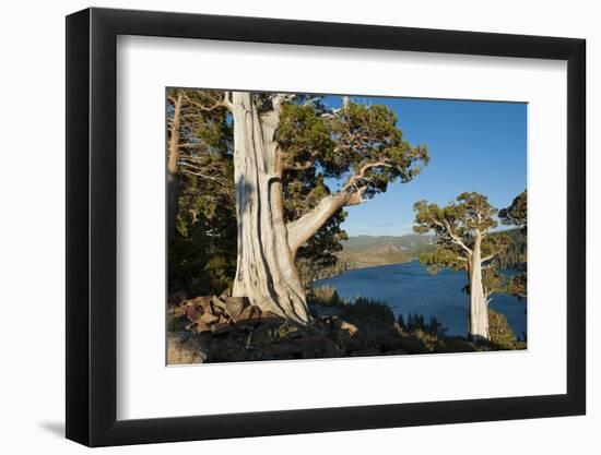 Juniper Trees Above Echo Lake, Sierra Nevada Mountains-Howie Garber-Framed Photographic Print