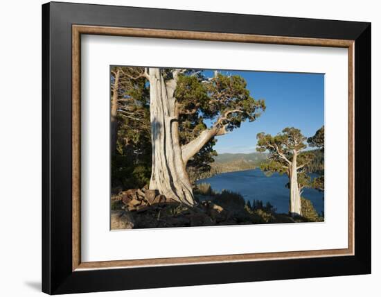 Juniper Trees Above Echo Lake, Sierra Nevada Mountains-Howie Garber-Framed Photographic Print