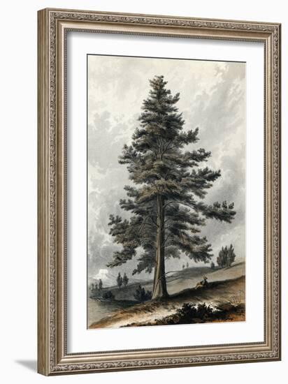 Juniperus Occidentalis-null-Framed Art Print