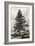 Juniperus Occidentalis-null-Framed Art Print