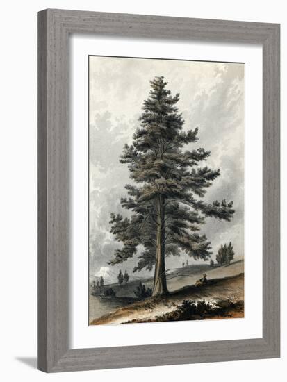 Juniperus Occidentalis-null-Framed Art Print