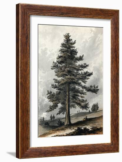 Juniperus Occidentalis-null-Framed Art Print