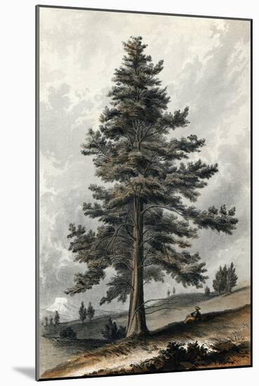 Juniperus Occidentalis-null-Mounted Art Print