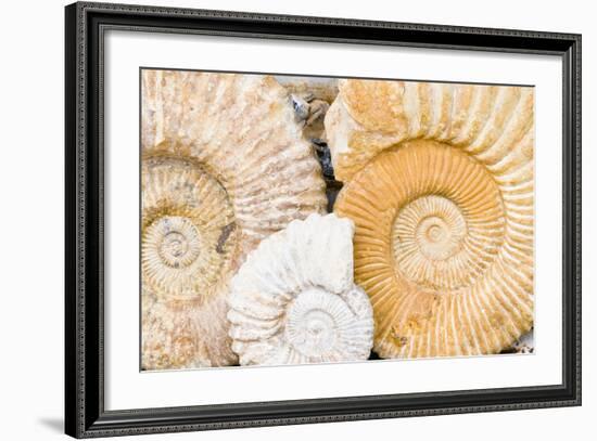 Jurassic Ammonite Fossils for Sale, Medina, Marrakech, Morocco-Nico Tondini-Framed Photographic Print