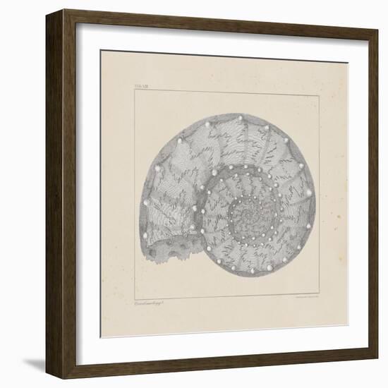 Jurassic II-A^ Poiteau-Framed Premium Giclee Print