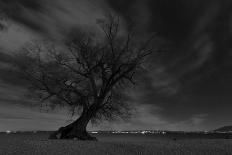 Tree, Star Tracks-Jurgen Ulmer-Photographic Print