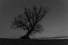 Tree, Star Tracks-Jurgen Ulmer-Photographic Print