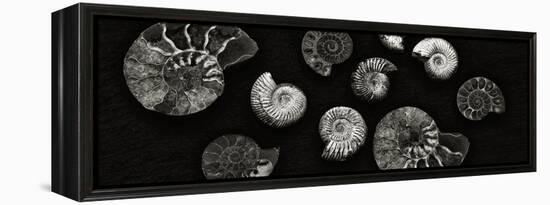 Jurrasic Spirals-Doug Chinnery-Framed Premier Image Canvas