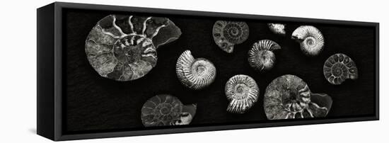 Jurrasic Spirals-Doug Chinnery-Framed Premier Image Canvas