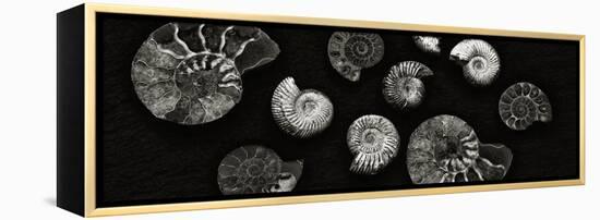 Jurrasic Spirals-Doug Chinnery-Framed Premier Image Canvas